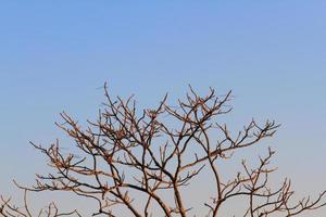 Sunlight shining to dried branches with blue sky on mountain photo