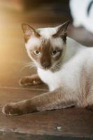 Siamese cat enjoy and relax on wooden floor photo