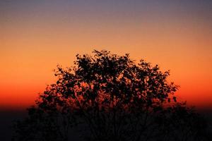 silueta de árbol ramas en crepúsculo de puesta de sol en montaña foto