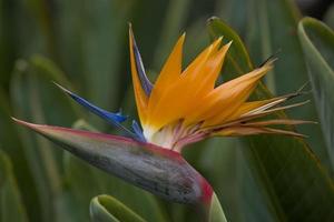 original real Strelitzia flor creciente en natural habitat en el ogora en de cerca foto