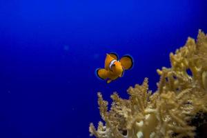 pequeño vistoso payaso pescado nadando entre anémonas en el azul agua salada acuario foto