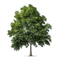 verde naturale albero isolato. png