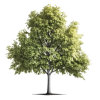 Green Natural Tree Isolated. png