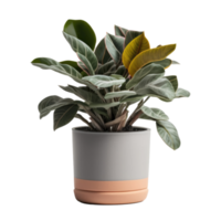 planta casera en maceta png