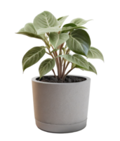 plante d'intérieur en pot png