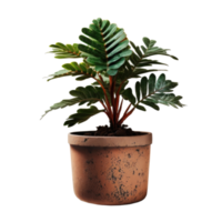 planta casera en maceta png