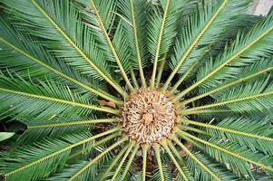 interesting original exotic background of green palm leaf in close-up photo