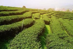 hermosa paisaje dorado amanecer brillante en té plantación en el montaña, Tailandia foto