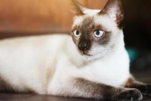 Siamese cat enjoy and relax on terrace with natural sunlight photo