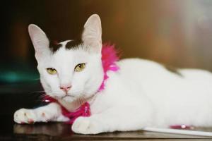 White cat enjoy and relax on wooden floor photo