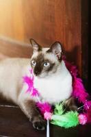 Siamese cat enjoy and relax on terrace with natural sunlight photo