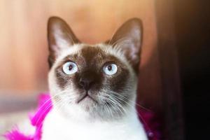 Siamese cat enjoy and relax on terrace with natural sunlight photo