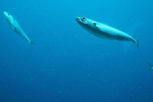 quiet calm undersea world with fish living in the Atlantic Ocean photo