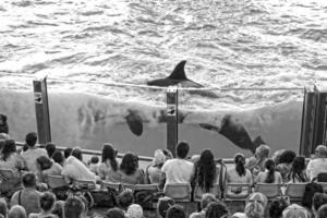 a show of black and white mammals in the zoo photo