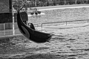 a show of black and white mammals in the zoo photo