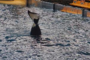 a show of black and white mammals in the zoo photo