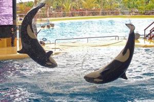 a show of black and white mammals in the zoo photo