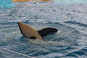 a show of black and white mammals in the zoo photo