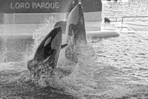 un espectáculo de negro y blanco mamíferos en el zoo foto