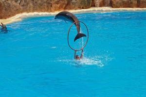 show of training a large adult dolphin mammal in a zoo park on a sunny day photo