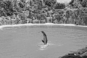 espectáculo de formación un grande adulto delfín mamífero en un zoo parque en un soleado día foto