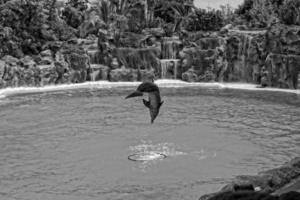 show of training a large adult dolphin mammal in a zoo park on a sunny day photo