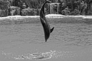 show of training a large adult dolphin mammal in a zoo park on a sunny day photo