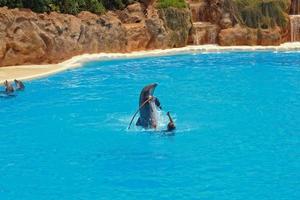 espectáculo de formación un grande adulto delfín mamífero en un zoo parque en un soleado día foto