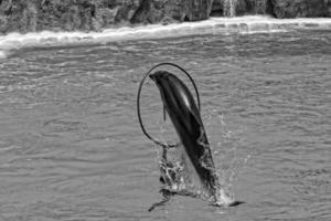 show of training a large adult dolphin mammal in a zoo park on a sunny day photo