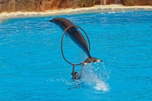 show of training a large adult dolphin mammal in a zoo park on a sunny day photo