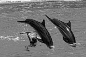 show of training a large adult dolphin mammal in a zoo park on a sunny day photo