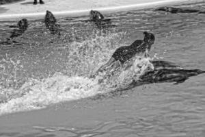 show of training a large adult dolphin mammal in a zoo park on a sunny day photo