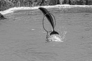 show of training a large adult dolphin mammal in a zoo park on a sunny day photo