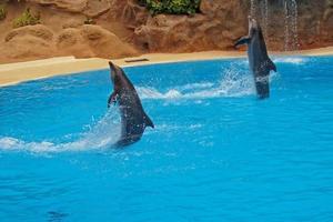 show of training a large adult dolphin mammal in a zoo park on a sunny day photo