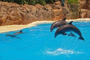 show of training a large adult dolphin mammal in a zoo park on a sunny day photo