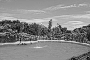 show of training a large adult dolphin mammal in a zoo park on a sunny day photo