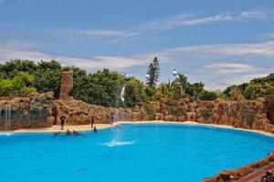 show of training a large adult dolphin mammal in a zoo park on a sunny day photo