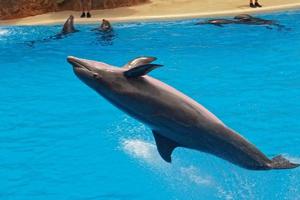 show of training a large adult dolphin mammal in a zoo park on a sunny day photo