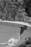 show of training a large adult dolphin mammal in a zoo park on a sunny day photo