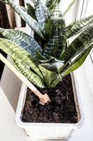 houseplant in box with soil on window sill photo