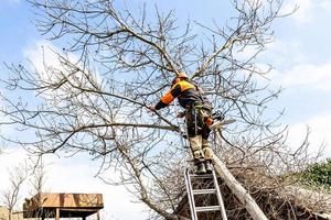 arborist saws old walnut tree over roof in yard photo