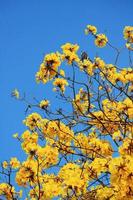 Blossom Dwarf Golden Trumpe flowers with blue sky. Tabebuia chrysotricha flowers photo