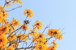 florecer enano dorado trompeta flores con azul cielo. tabebuia crisotricha flores foto