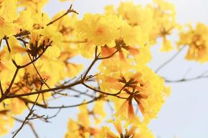 florecer enano dorado trompeta flores aislado en blanco antecedentes. tabebuia crisotricha flores foto