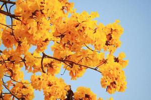 florecer enano dorado trompeta flores con azul cielo. tabebuia crisotricha flores foto