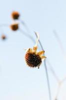 Dry Wild flowers grass in natural sunlight with blue sky photo