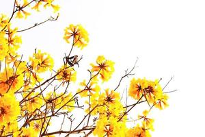 Blossom Dwarf Golden Trumpe flowers isolated on white background. Tabebuia chrysotricha flowers photo