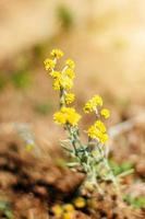 florecer amarillo salvaje flores césped en prado con natural luz de sol foto