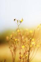 Blossom yellow Wild flowers grass in meadow with natural sunlight photo