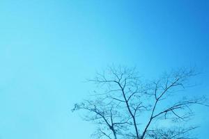 Silhouette Dry tree branches on blue sky photo